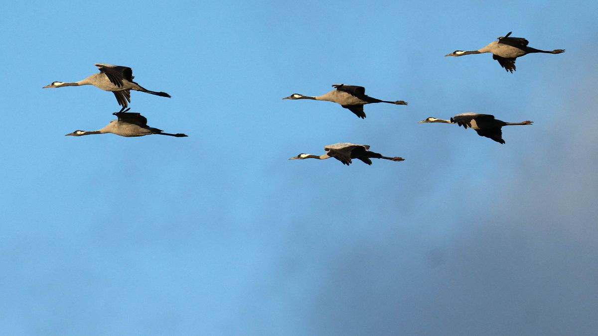 Noch keine Klarheit nach Vogelgrippe-Verdachtsfällen