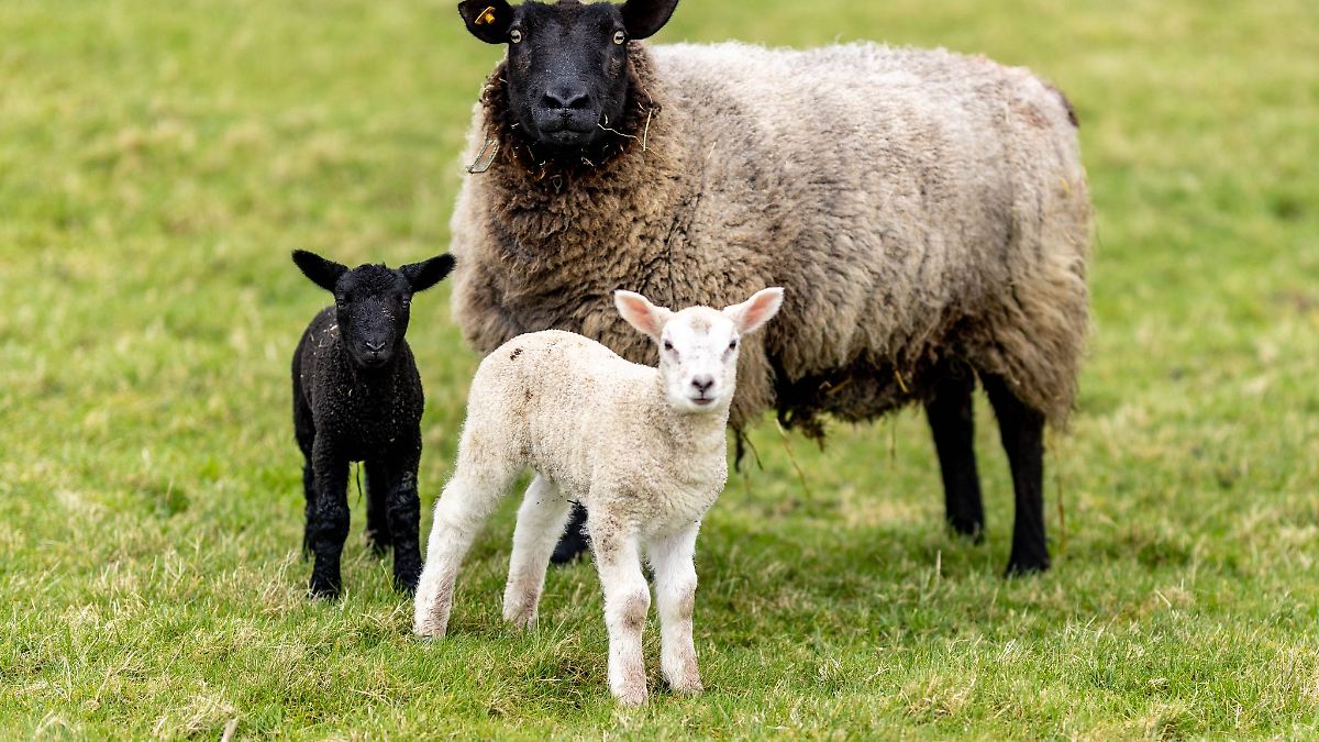 Unbekannte stehlen elf tragende Schafe aus Stall
