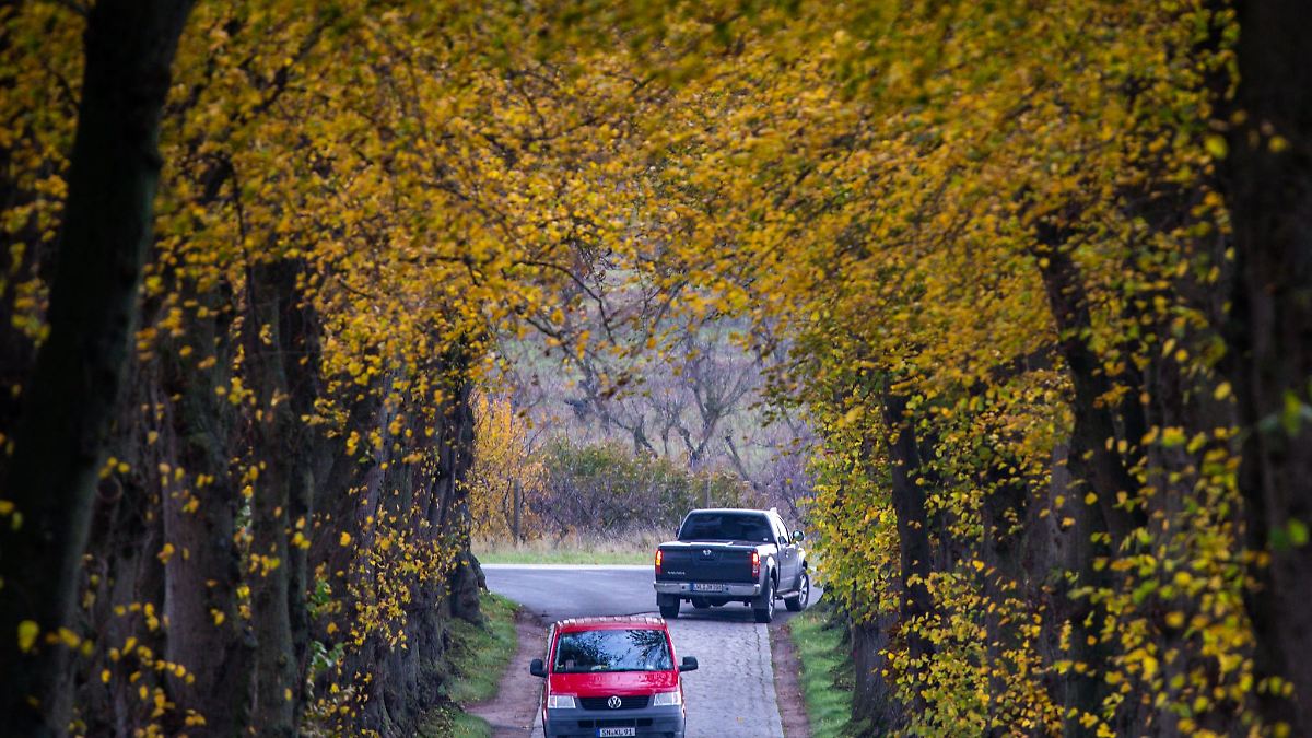Alleenschützer: Kommunen pflanzen zu wenig Bäume