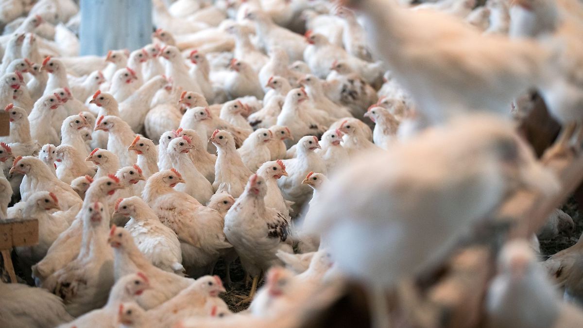 Tierschutzbeauftragte kritisiert Geflügeltötungen