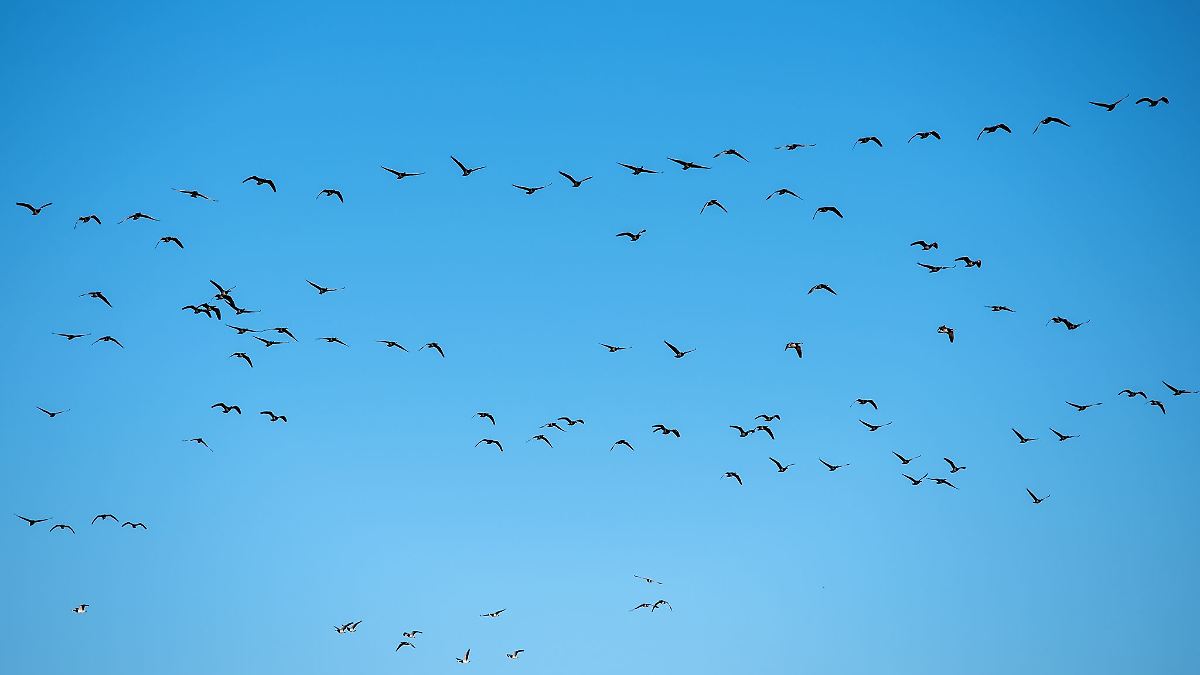 Vogelgrippe bei Graugans im Landkreis Heilbronn nachgewiesen