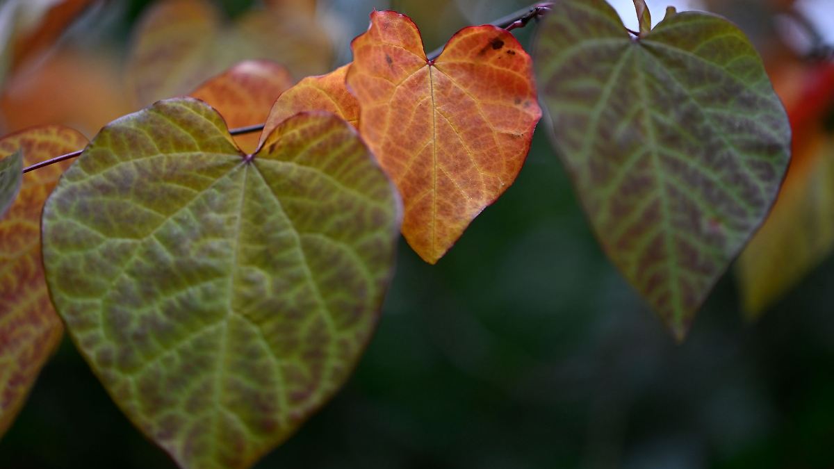 Herbstwetter in NRW - Wolken und Nebel am Wochenende