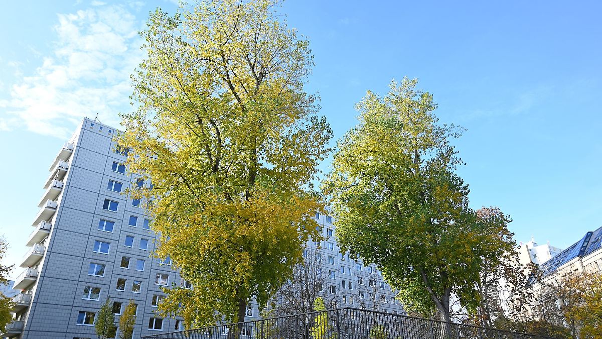 Verkehrsclub: Beim Baumgesetz Verkehrsplanung mitdenken