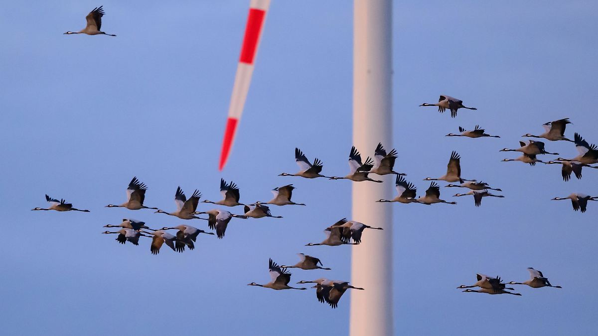 Vogelgrippe breitet sich in Rheinland-Pfalz weiter aus