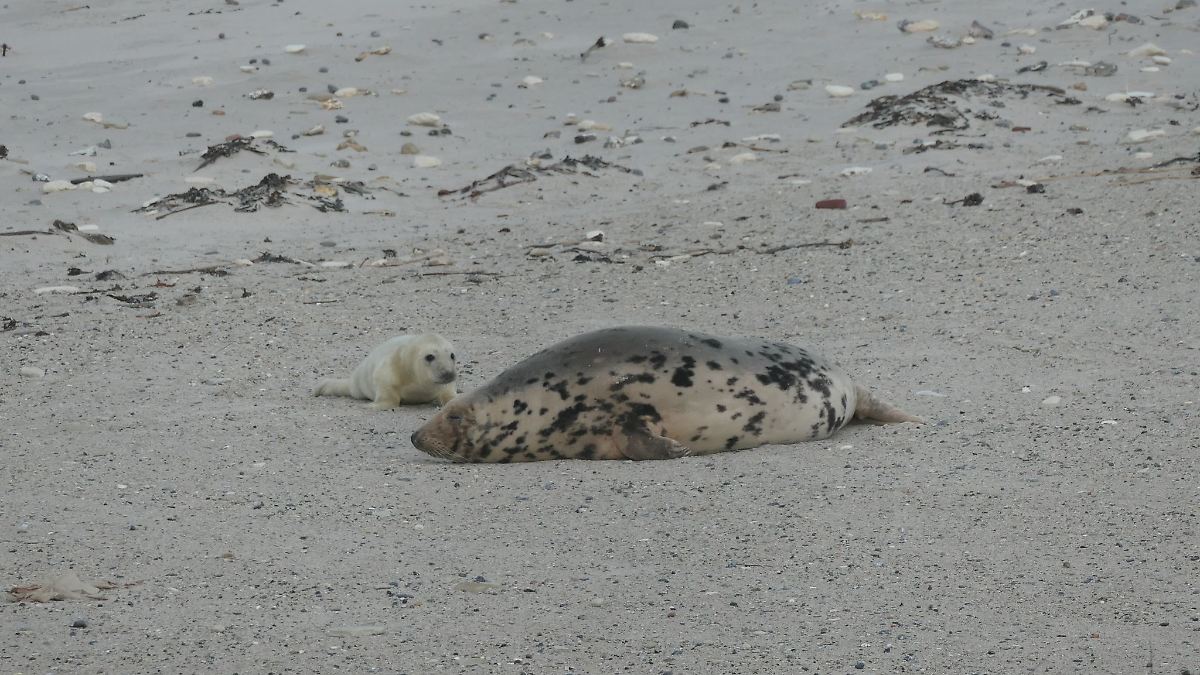 Erste Kegelrobben der Saison auf Helgoländer Düne geboren