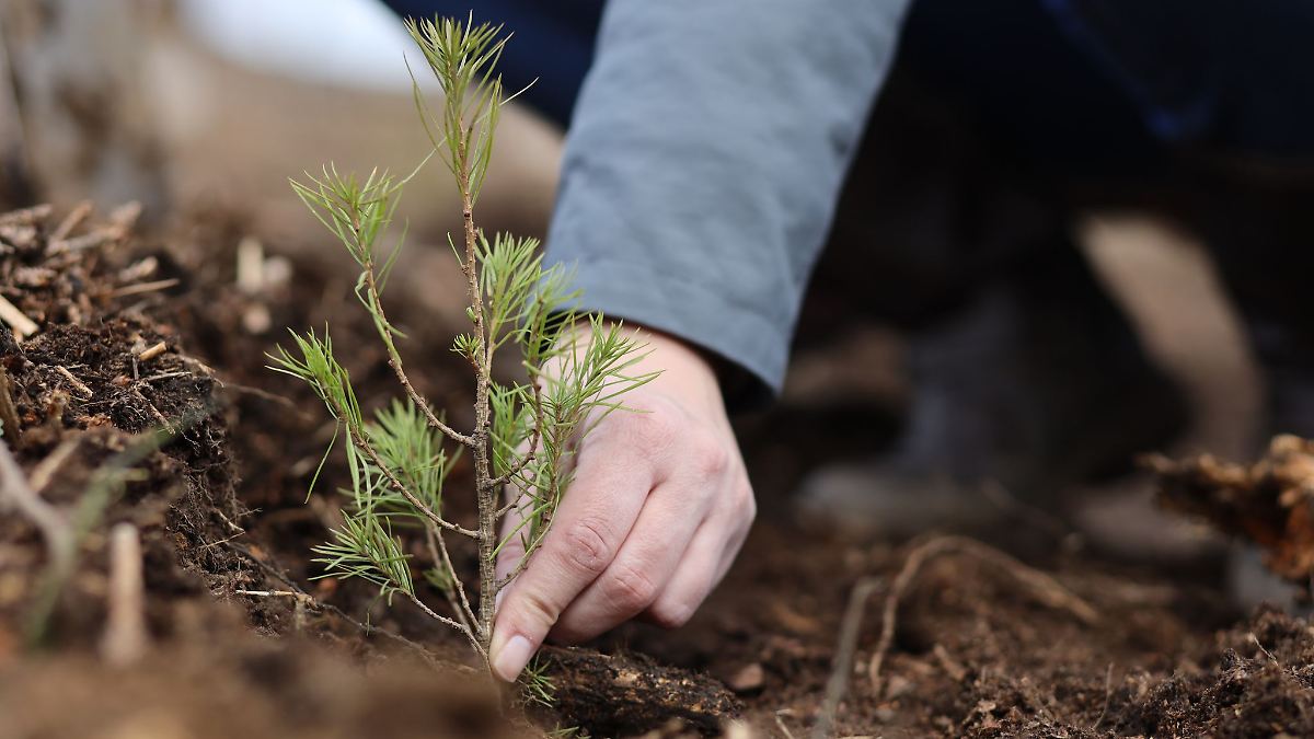 So läuft's mit den Aufforstungen in Sachsen-Anhalt