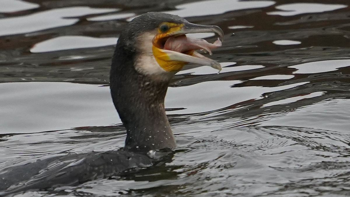 Problemzone Prädatoren? Angler tagen zu Kormoran und Otter