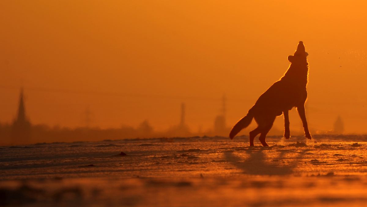 Frage und Antwort Warum heulen Hunde bei Sirenen mit? ntv.de