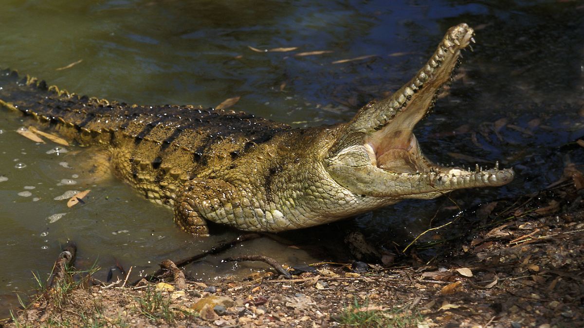 Wunderschone Gefahrlich Tiere Australien Bild