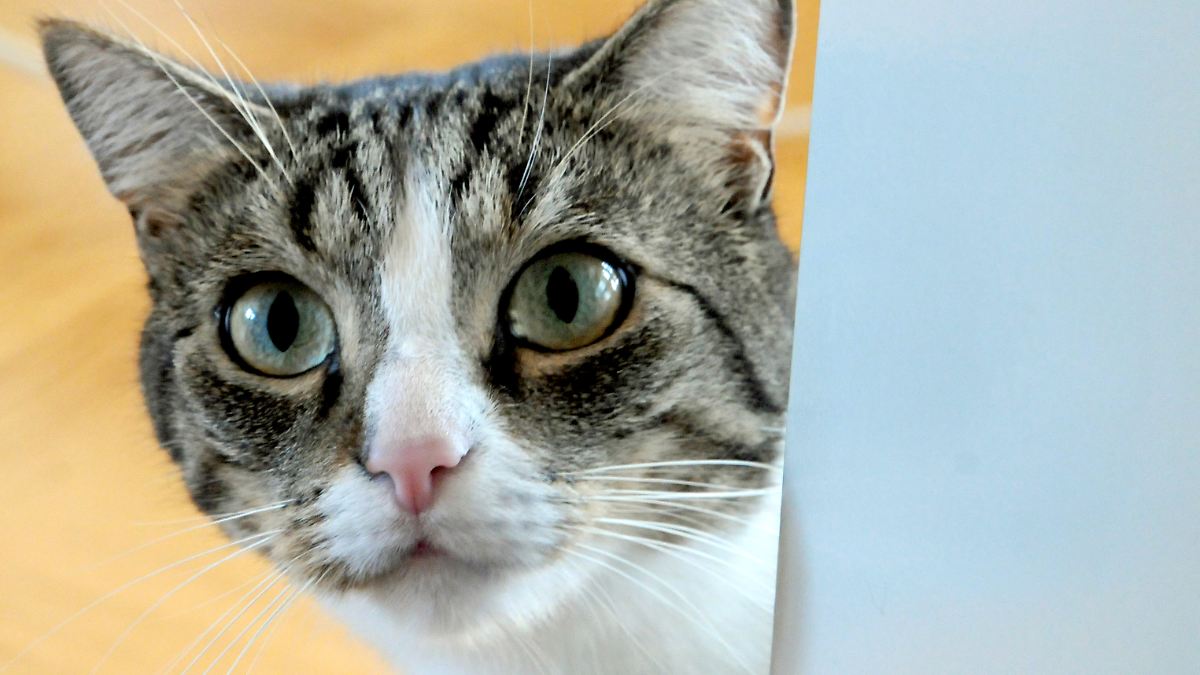 Streuner nicht einfach behalten Fremde Katze, neues Haustier? ntv.de