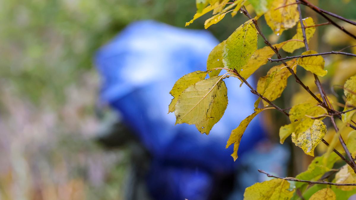 In der Nacht kühl und nass: Aus Südwesten zieht neuer Regen rein - n-tv.de