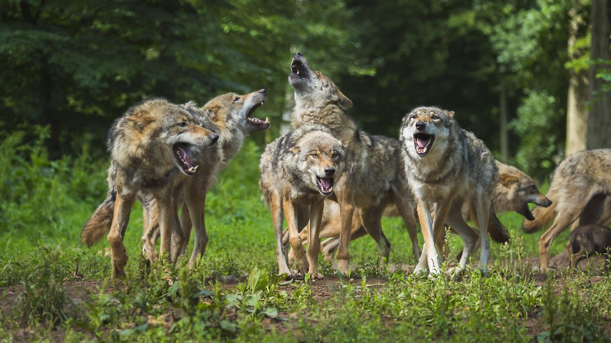 Wolf Rudel Raubtier breitet sich weiter aus: Wo überall in Deutschland Wolfsrudel ...