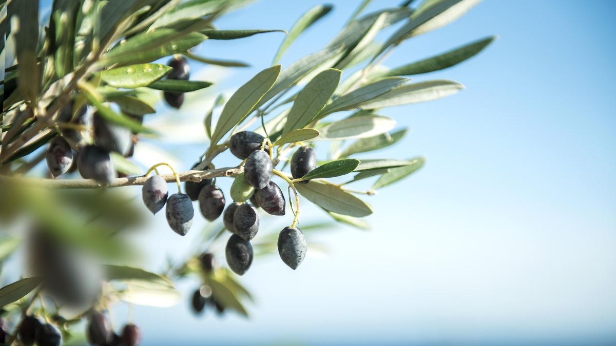 Spanien kämpft mit hohen Olivenöl-Preisen 