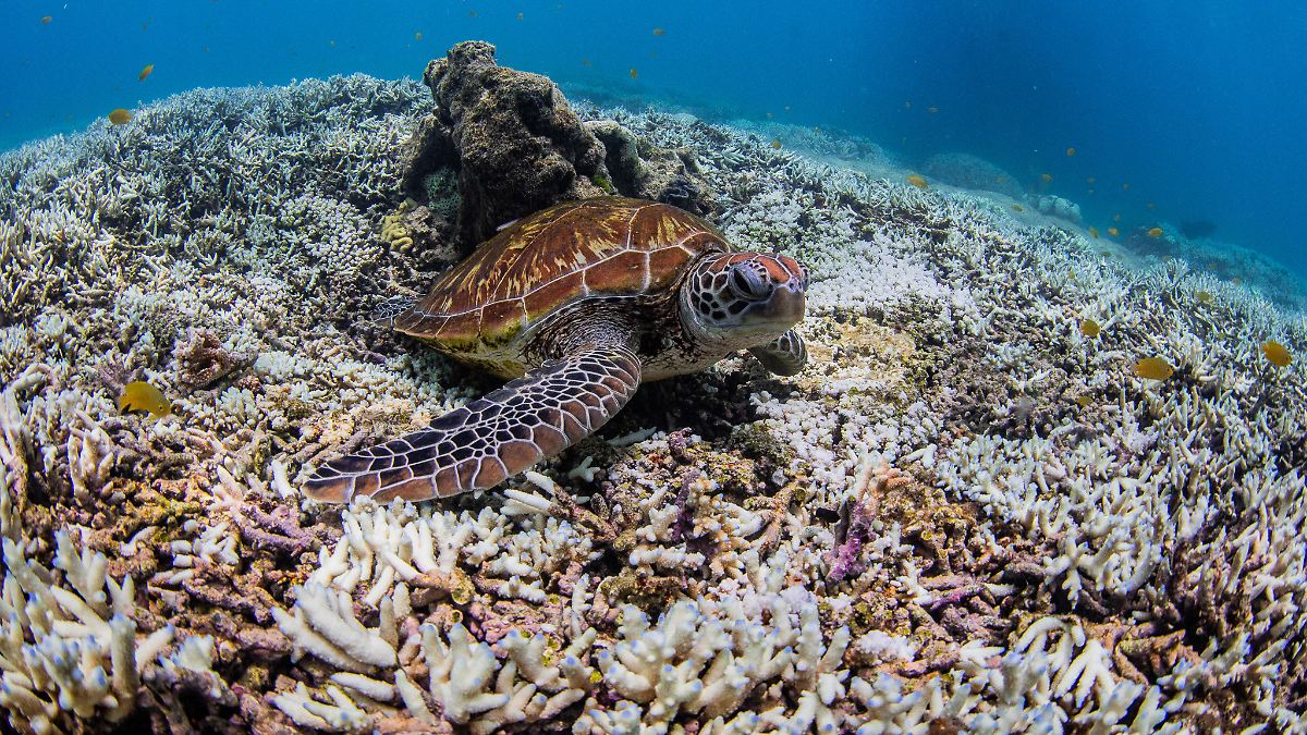 wie groß ist das great barrier reef