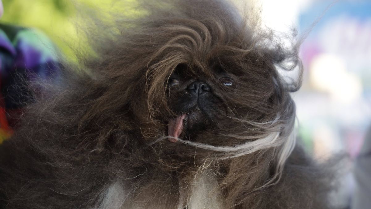 Pekinese gewinnt Wettbewerb: Das ist der "hässlichste Hund der Welt