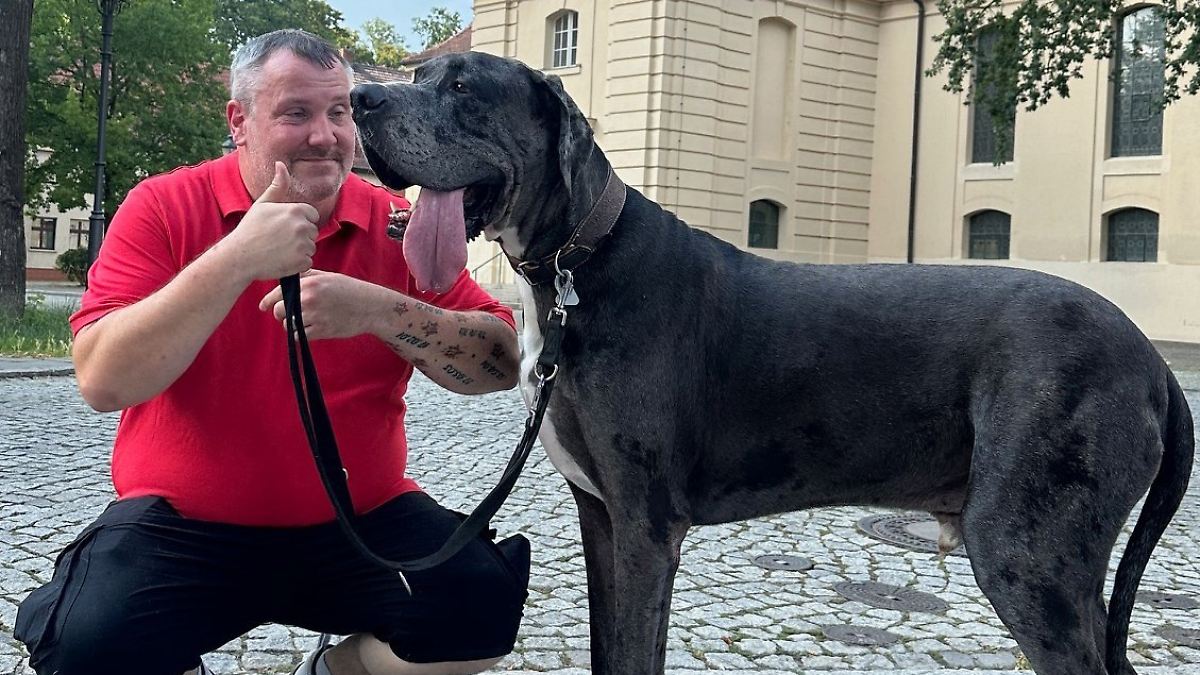 Seste Hund Der Welt