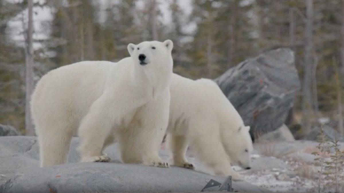 Population sinkt weiter dramatisch: Klimawandel treibt Eisbären in die Inzucht - n-tv.de