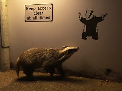 Foto gewinnt Publikumspreis: Ein Dachs entdeckt einen Graffiti-Dachs