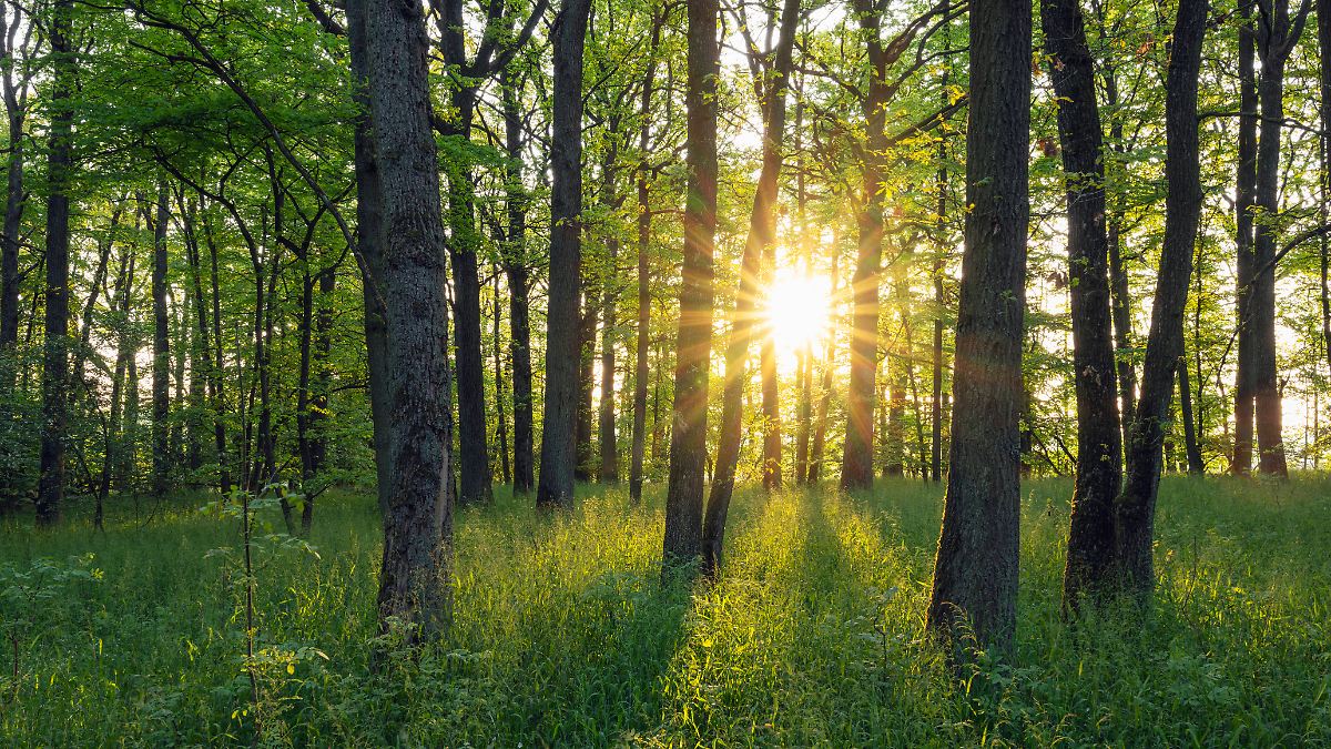 "Haben in Nordbayern hohe Konzentrationen an Wasserstoff entdeckt"