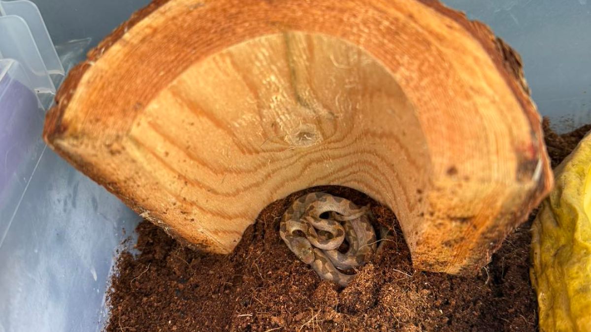 Angestellte entdecken Giftschlange in Supermarktbananen