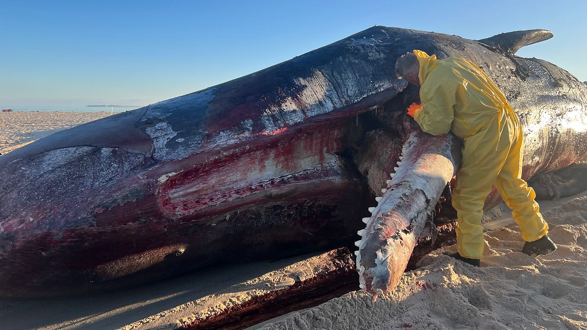 Toter Pottwal vor Sylt geborgen und zerlegt