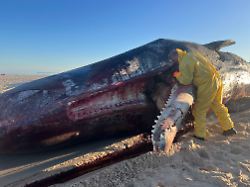 Nichts für Zartbesaitete: Toter Pottwal vor Sylt geborgen und zerlegt