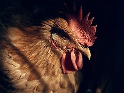 Auch Republikaner besorgt: US-Ministerium feuert "versehentlich" Vogelgrippe-Experten