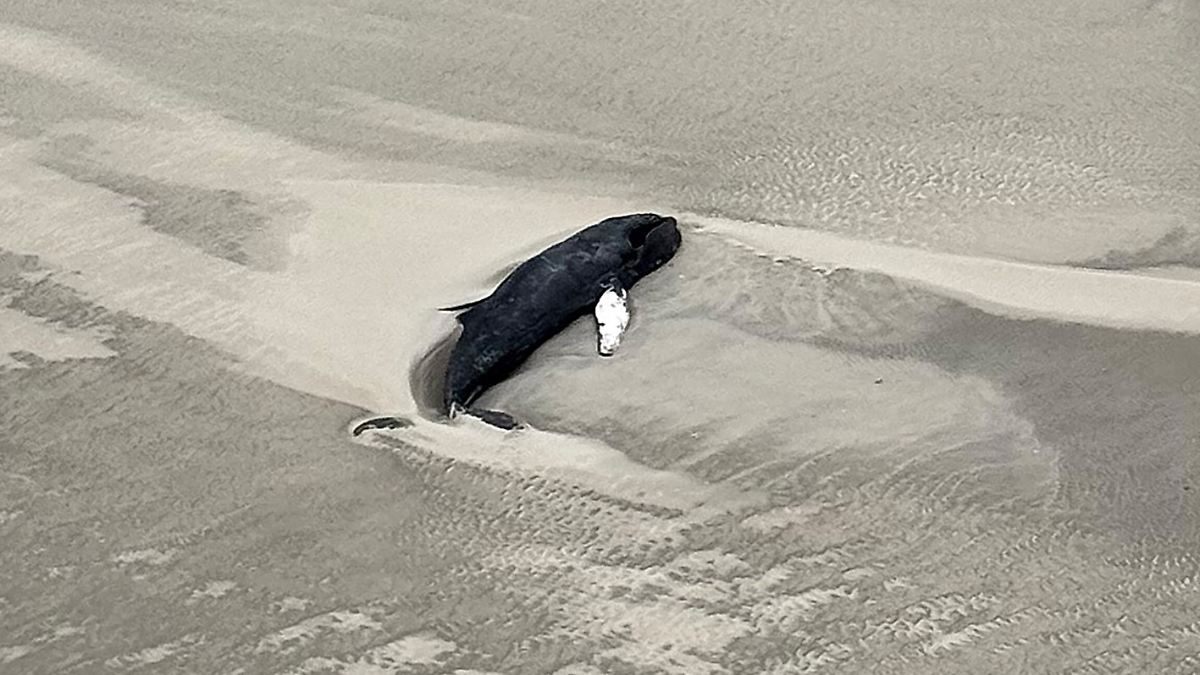Seltener Buckelwal strandet auf Nordseeinsel