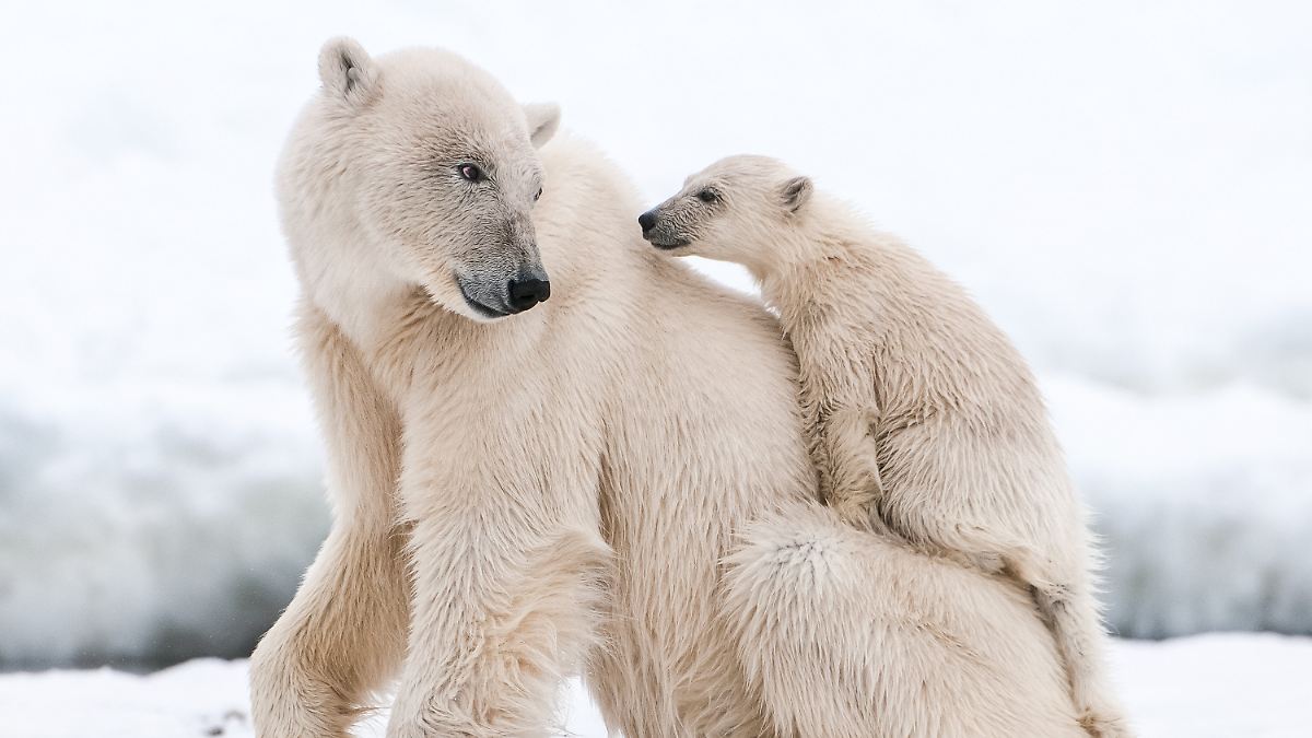 Wie junge Eisbären erstmals ihre Umwelt entdecken