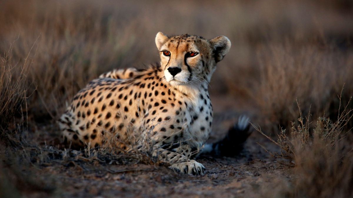 Von diesem Tier gibt es nur noch 17 Exemplare