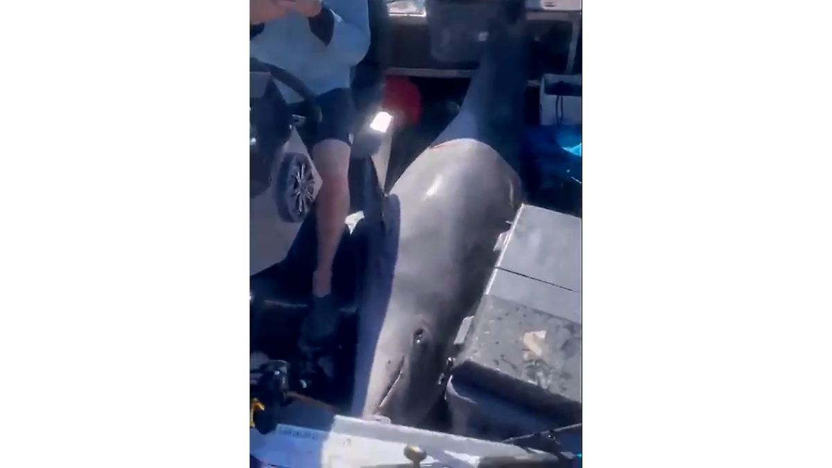 Delfin überrascht Angler in Neuseeland