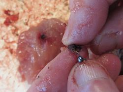 Toxische Reste in Wildfleisch: Giftiges Blei wird immer noch zur Jagd verwendet