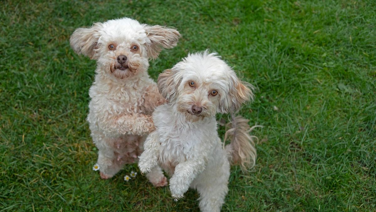 Diebe klauen Hunde und fordern Lösegeld in Millionenhöhe