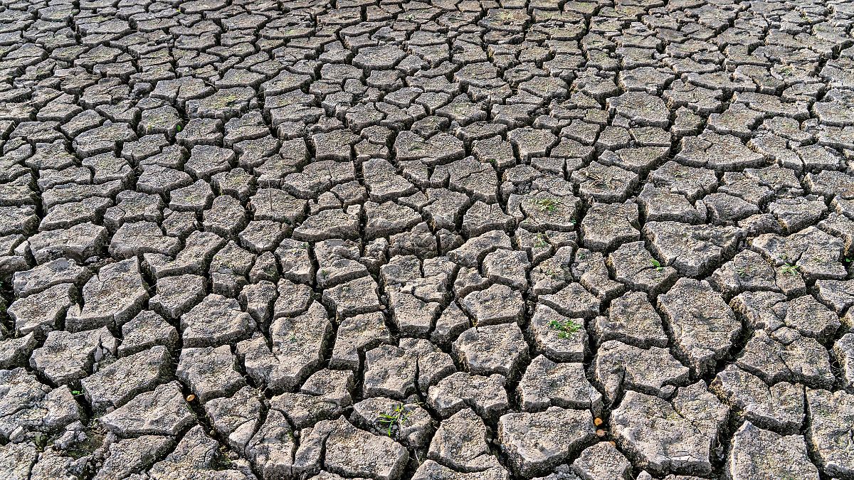 Geld für Klimaschutz bringt bis zu 14-fachen Ertrag