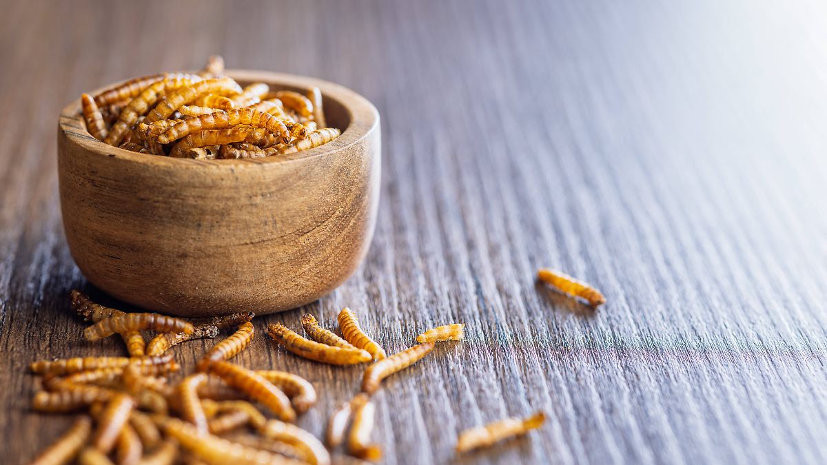 Insekten in Lebensmitteln haben in Deutschland  schweren Stand