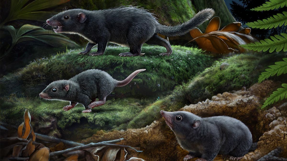 Frühe Säugetiere trugen ein unscheinbares Fell