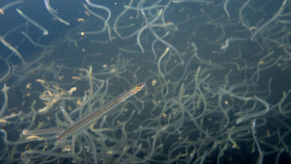 In Berlins Flüssen tummeln sich Millionen neuer Aale