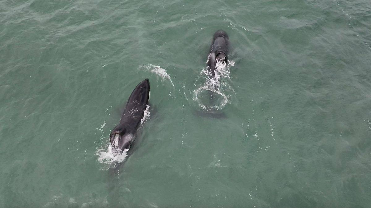 Orcas terrorisieren Weiße Haie - mit dramatischen Folgen