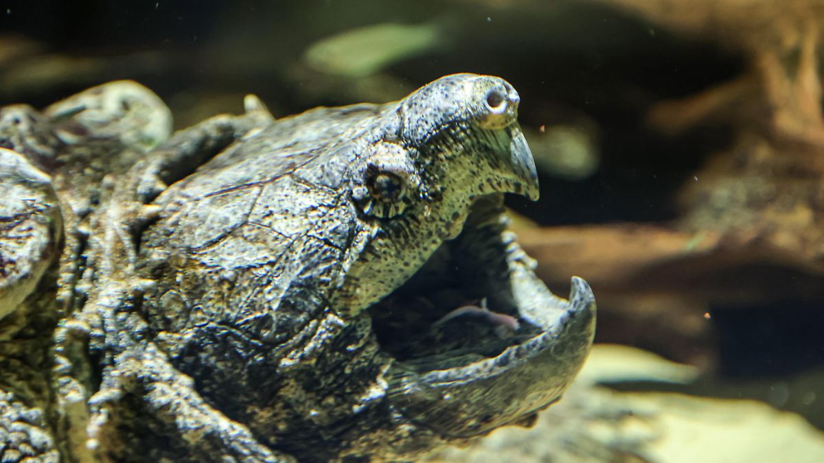 Kanalarbeiter entdecken gefährliche Riesenschildkröte