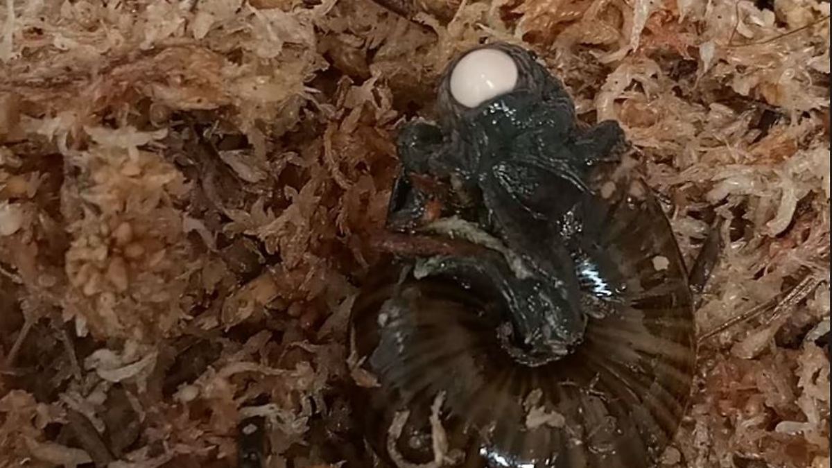 Extrem seltene Schnecke presst Ei aus dem Hals