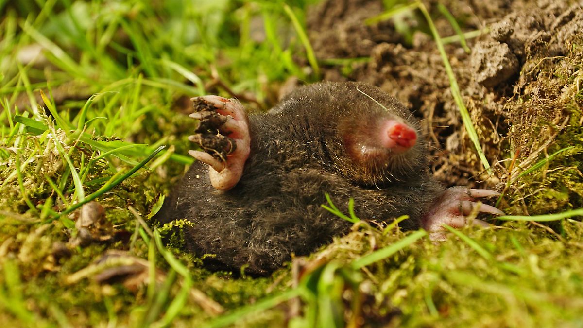 Extremwetter tötet immer mehr Maulwürfe