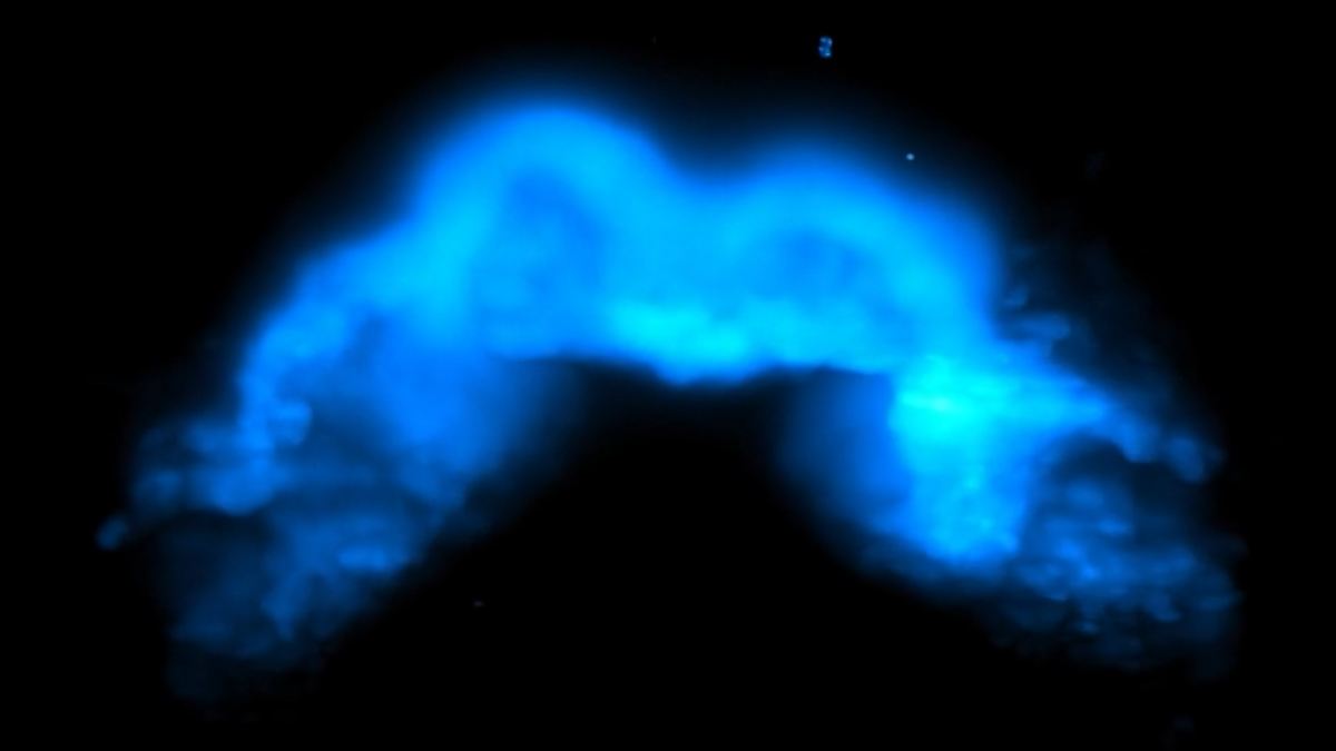 Forscher filmen erstmals Entstehung eines Herzens