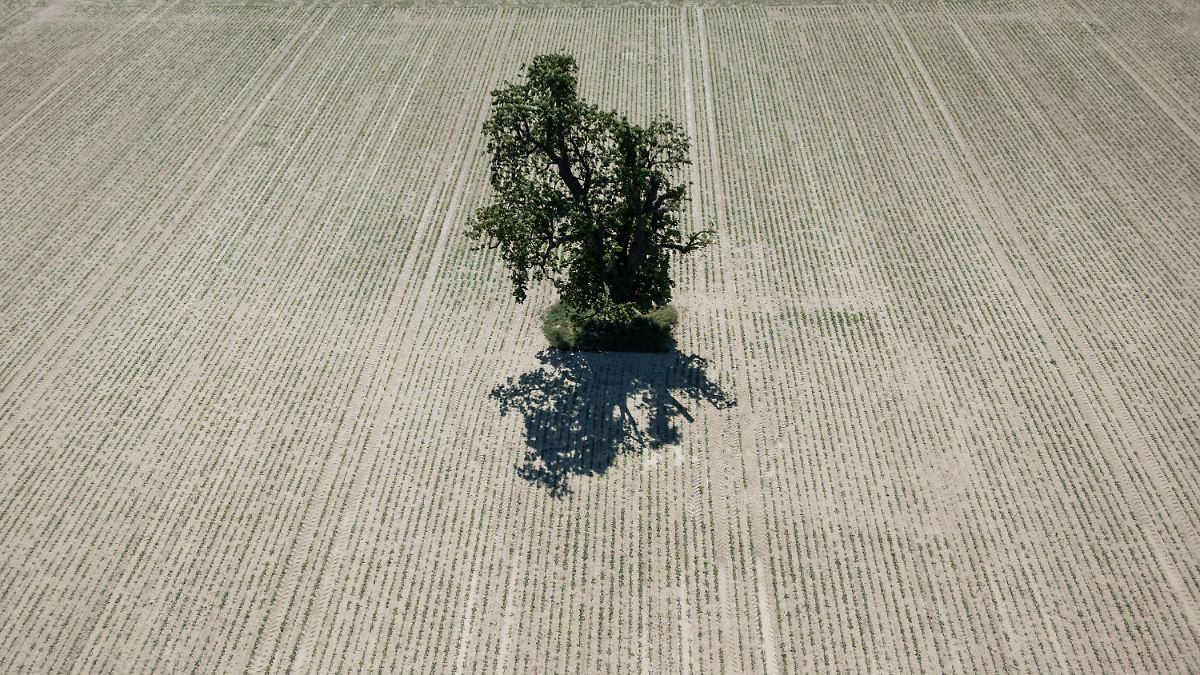 Es kommt etwas Regen - jedoch viel zu wenig