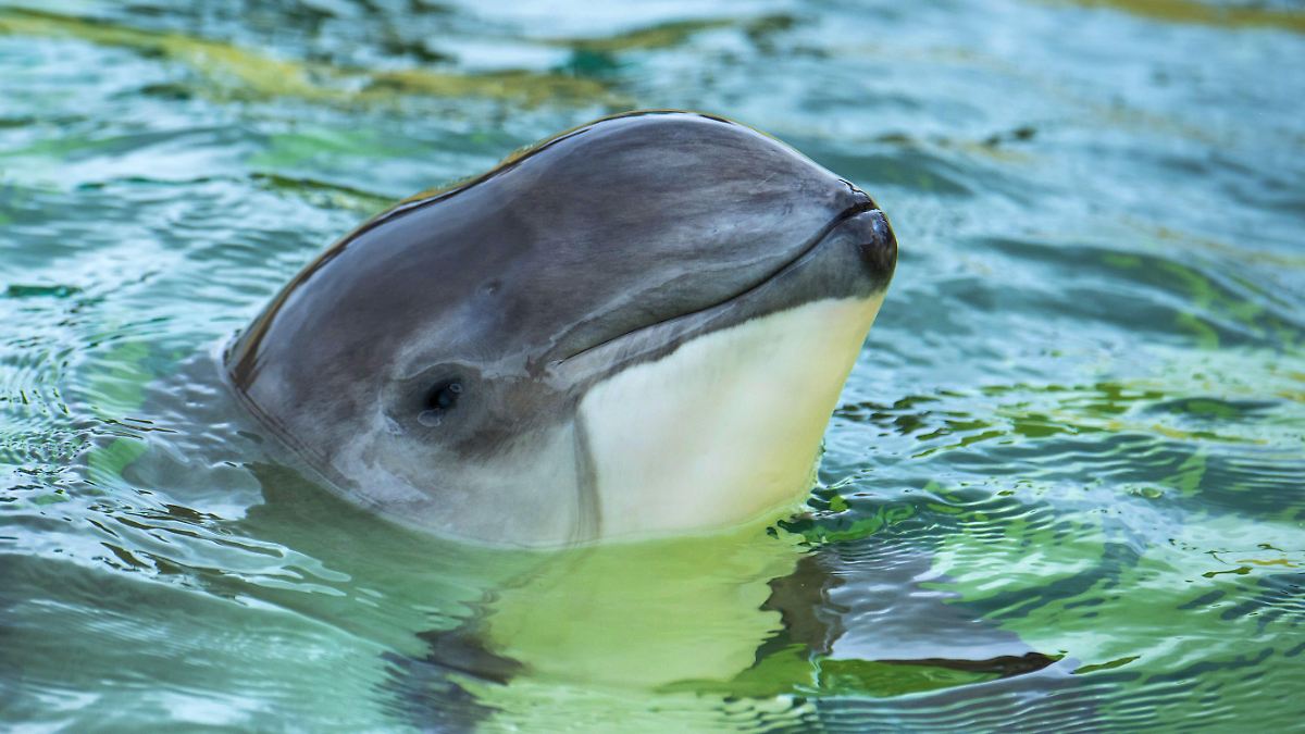 Tiere leiden unter Menschen in der deutschen Ostsee