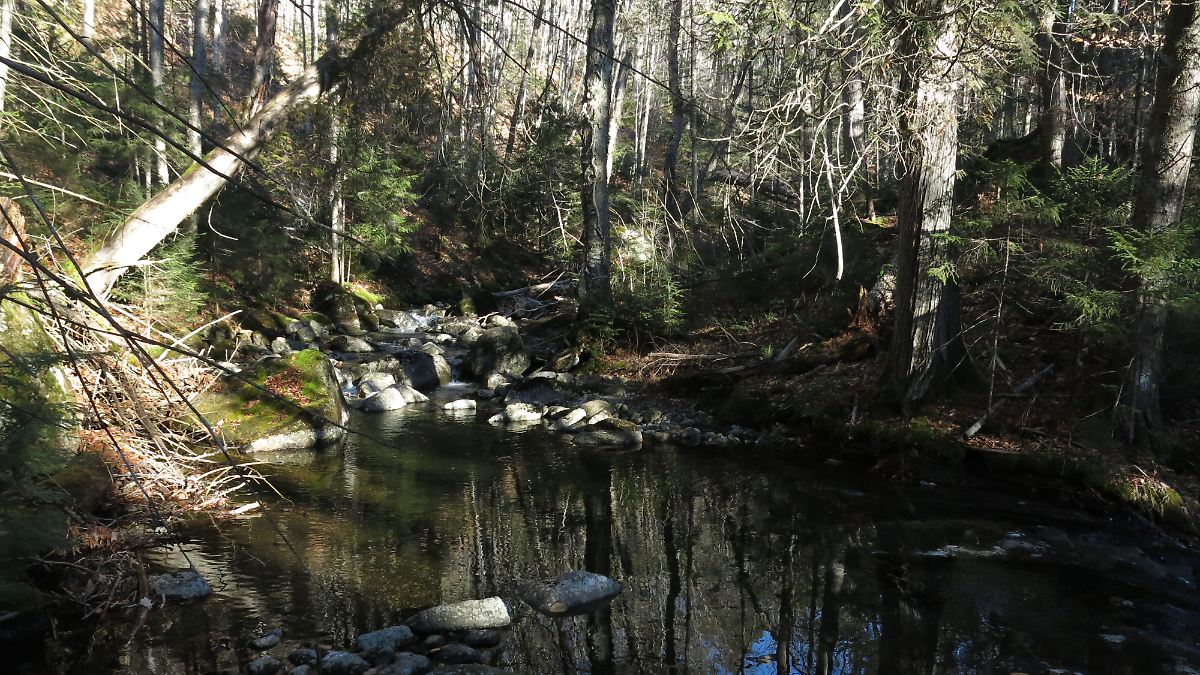 Der Gott des Waldes und die wilden Siebziger