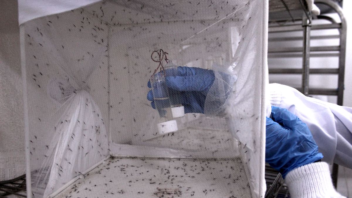 Gen-Mücken sollen Malaria besiegen