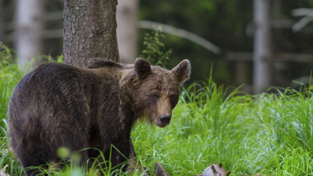 Bären soll man in der Slowakei künftig essen dürfen