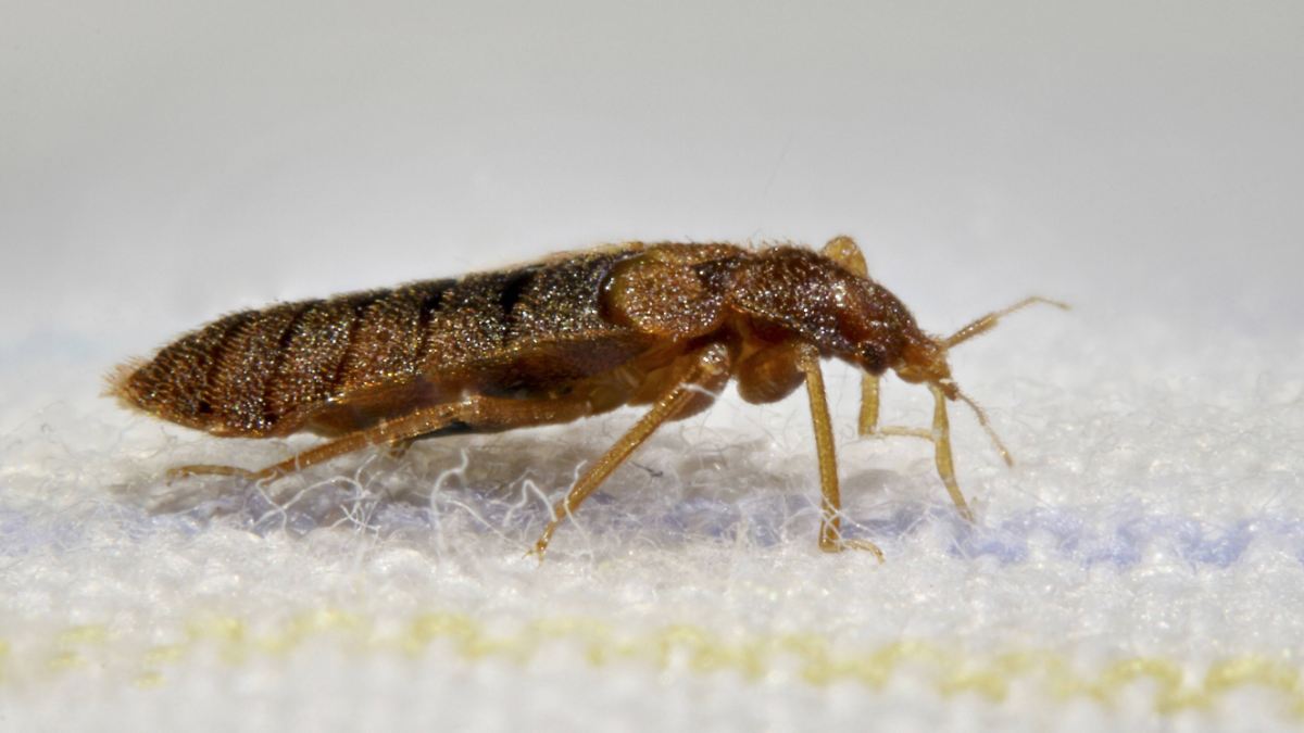 Paradies für den Parasiten: Wie Bettwanzen die Menschheit eroberten