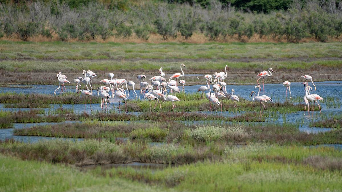Flamingos suchen italienische Reisfelder heim