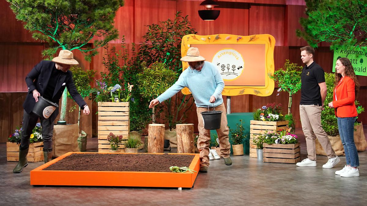 "Zwei Löwen sind nicht immer besser!"